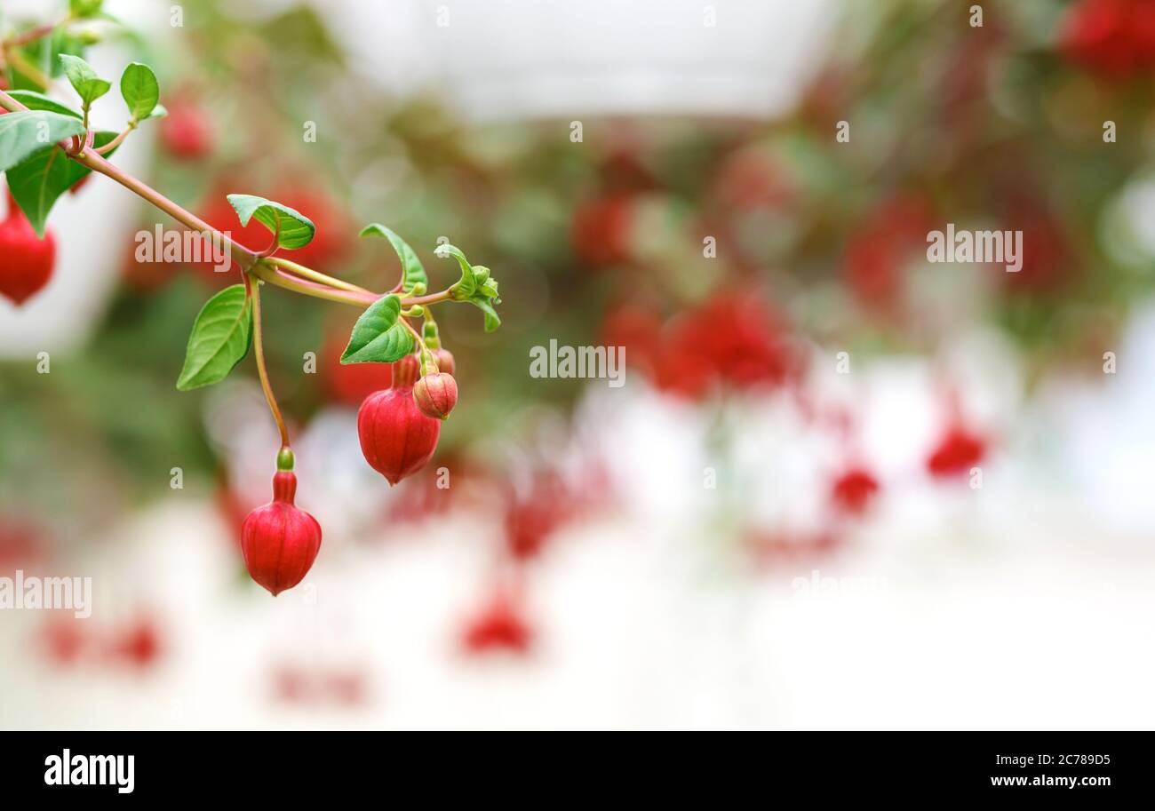 Fiori industriali. Fiori rossi con foglie verdi appese al soffitto su sfondo orangato sfocato Foto Stock