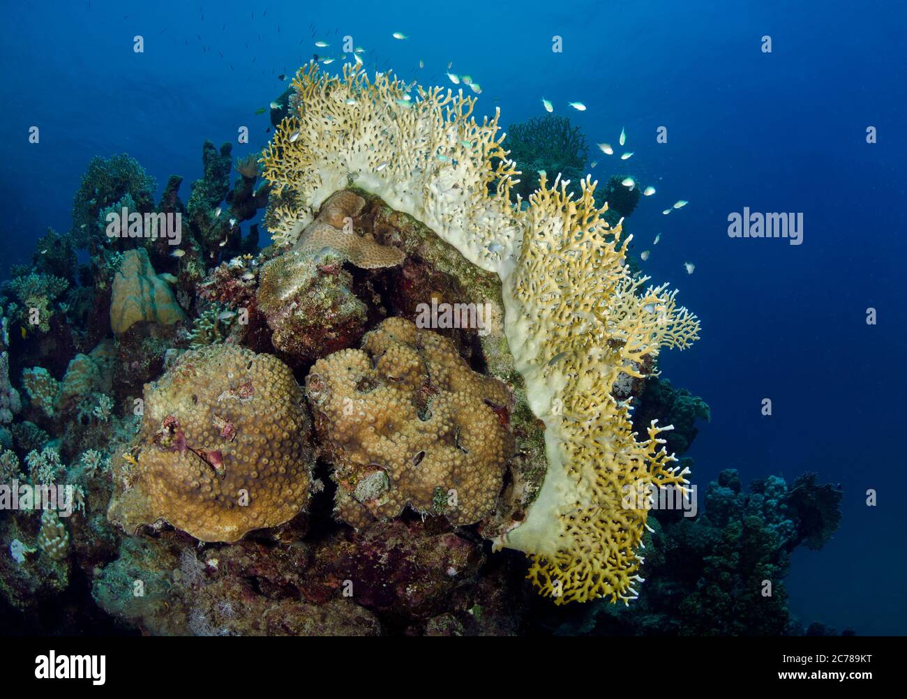 Coral Reef, Hamata, Mar Rosso, Egitto Foto Stock