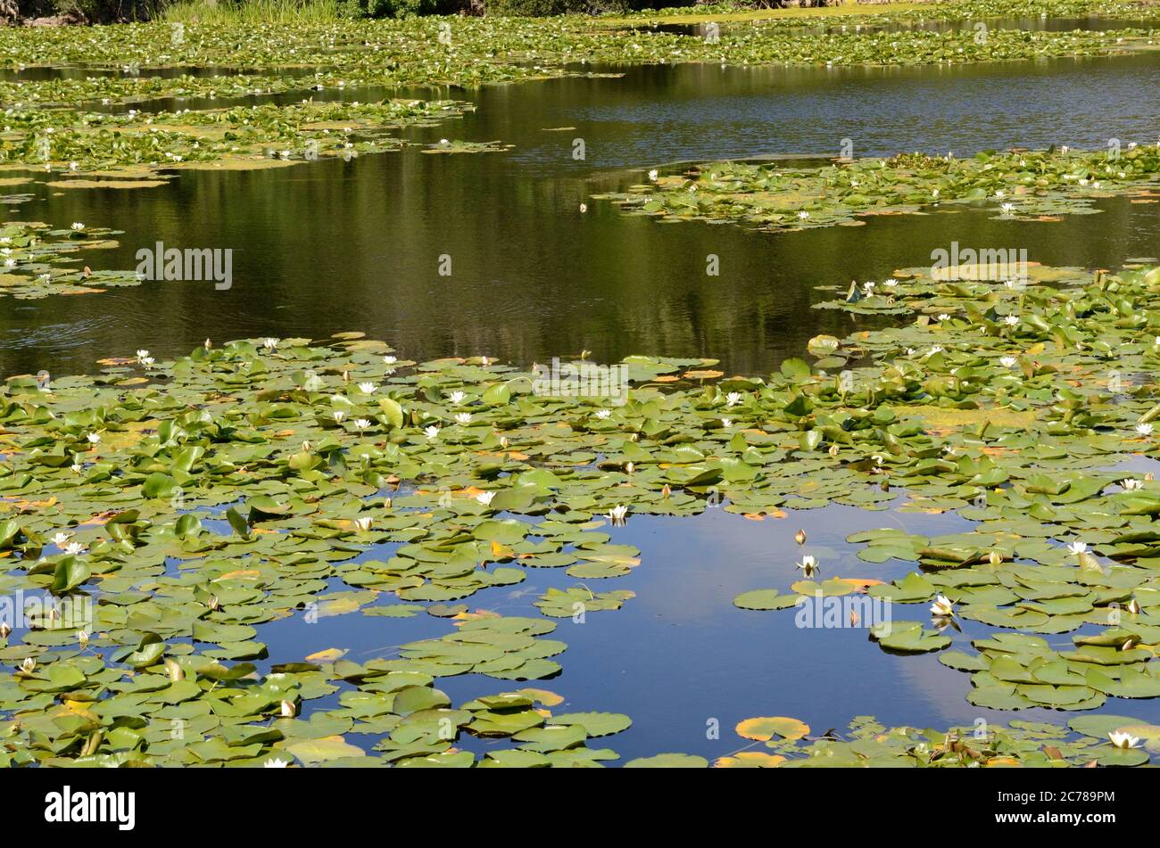 Bosherston Lily Ponds Pembrokeshire Coast National Park Galles Cymru UK Foto Stock