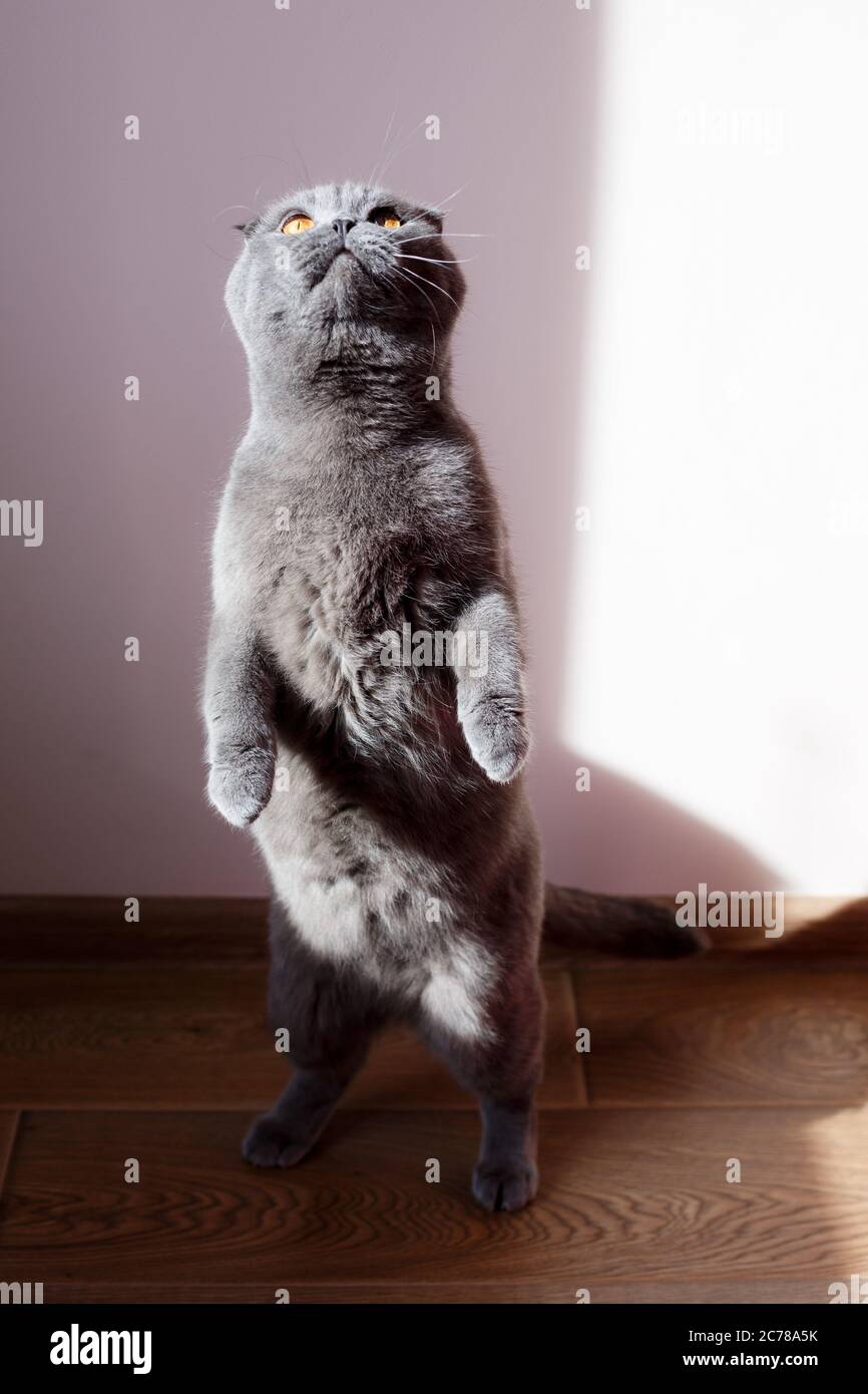 Un gatto purebred è una piega scozzese. Un gatto grigio si erge sulle gambe posteriori Foto Stock