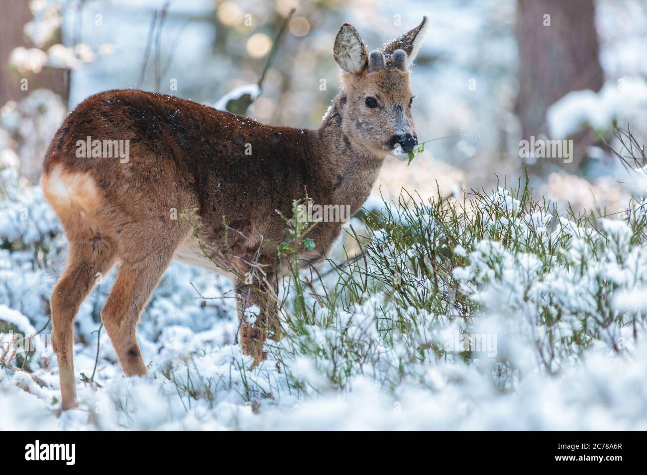 Caprioli che pascolano in una foresta invernale al Veluwe nei Paesi Bassi Foto Stock