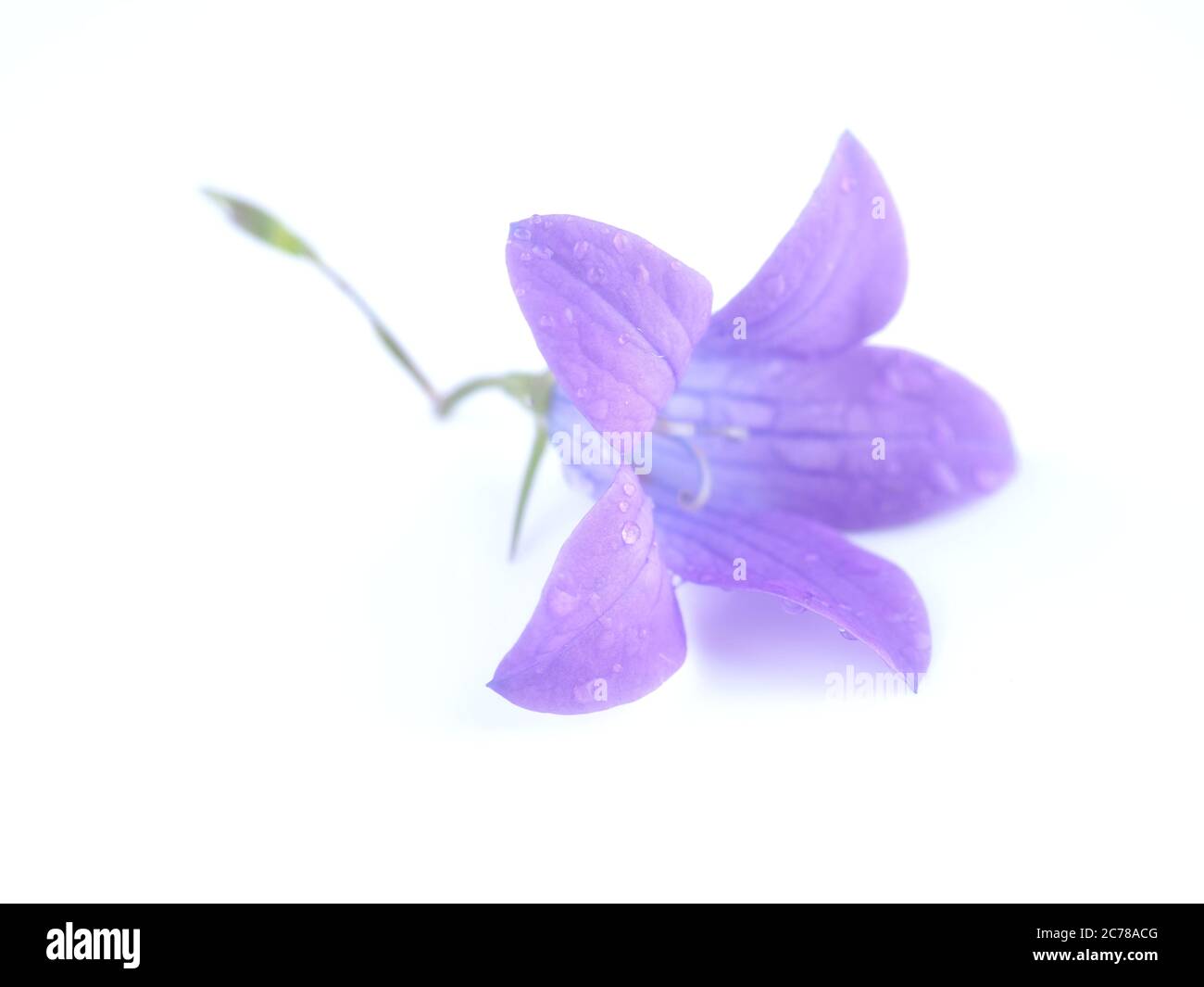 fiore bluebell su sfondo bianco Foto Stock