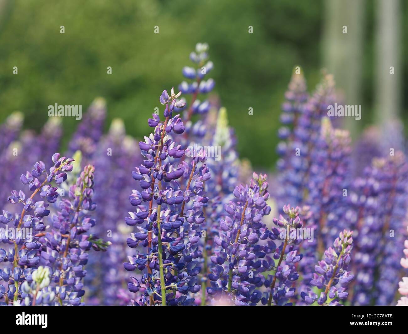 Lupin fiori nella foresta. Estate Foto Stock