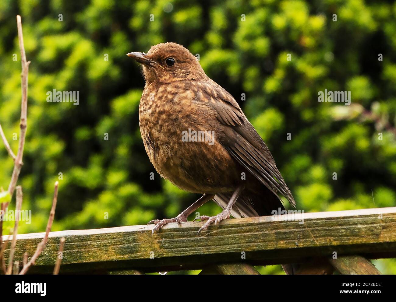 Uccello nero Juvenile Foto Stock