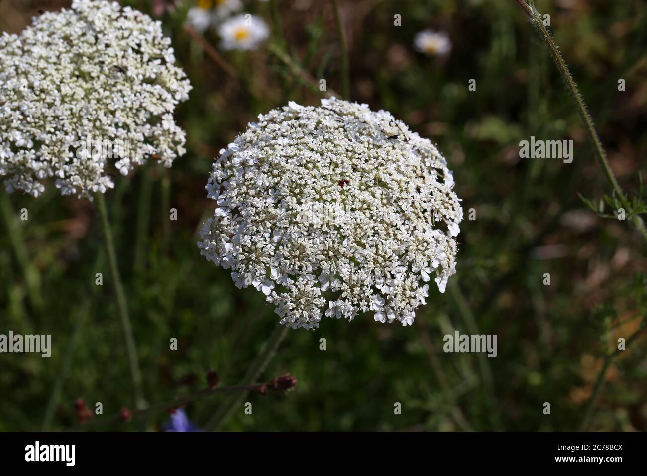 Primo piano di una carota selvatica che cresce tra l'erba Foto Stock