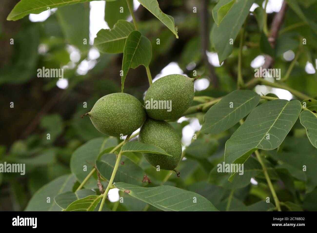 Il frutto verde di noce lascia su un albero Foto Stock