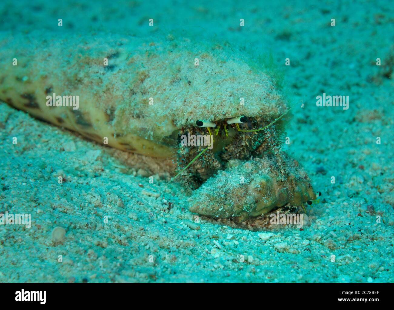 Granchio di Ermide di barriera grande e piccola, lagopodi di Dardanus, sul letto di mare, Hamata, Mar Rosso, Egitto Foto Stock