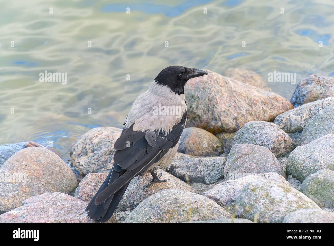 il corvo grigio si trova su una pietra vicino al mar baltico. Foto Stock