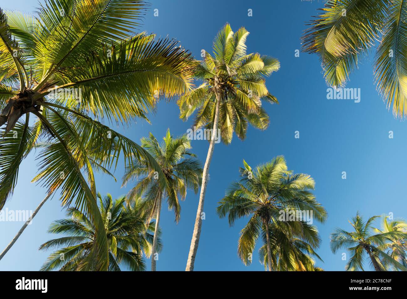 Playa los Angeles, Dipartimento di Magdalena, Caraibi, Colombia, Sud America Foto Stock