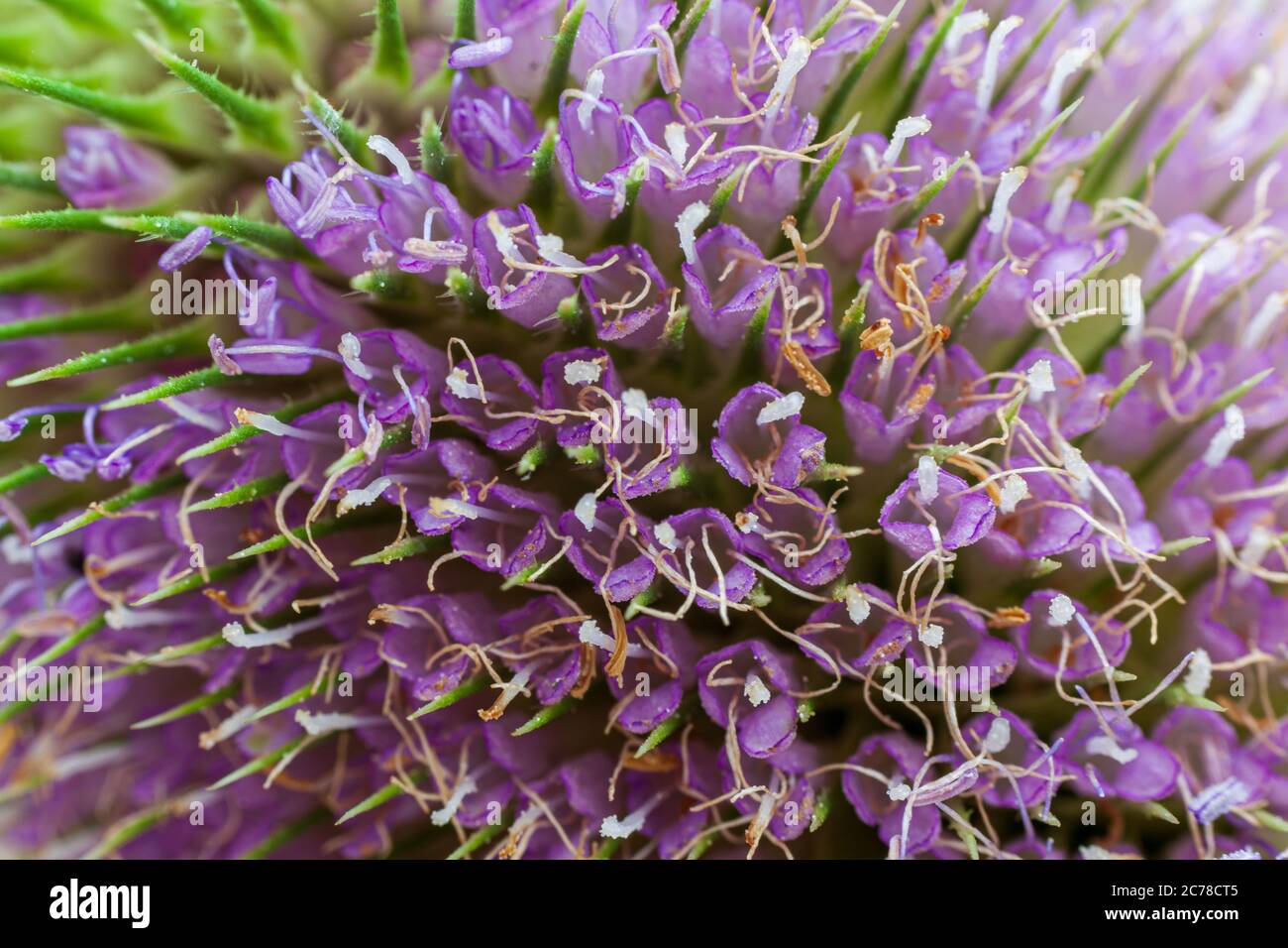 macro primo piano della testa di fiore di pianta di teasel in fiore Foto Stock