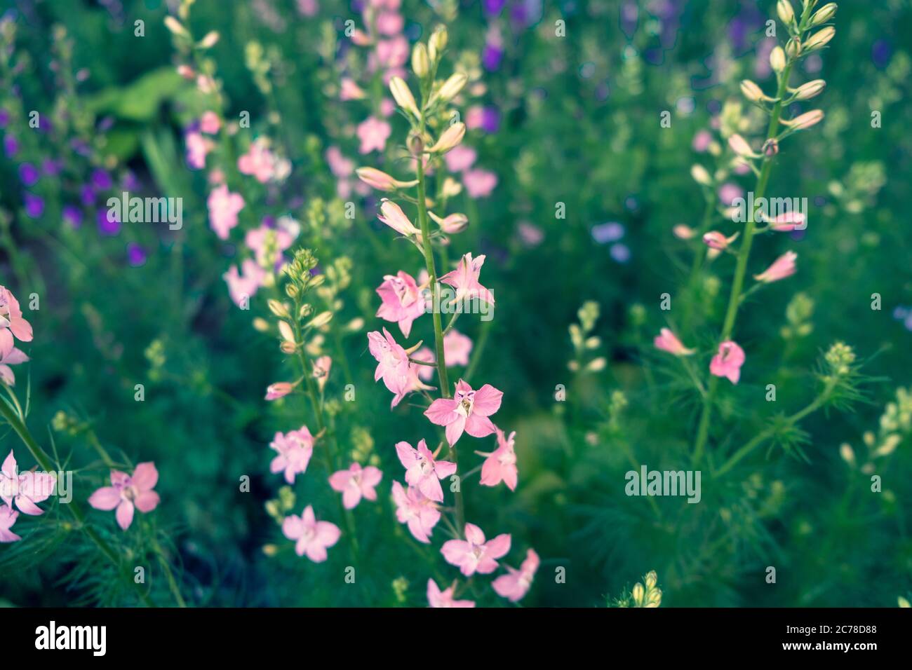 fiori nel giardino. Bellissimi fiori che crescono all'aperto, natura, fioritura sfondo di fiori. Foto Stock