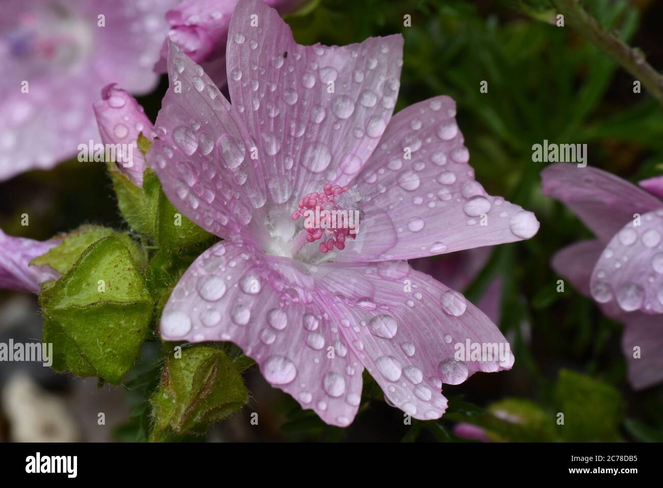 Primo piano di un mallow Musk (Malva moschata) fiore coperto di gocce d'acqua dopo una doccia a pioggia con semi cialde vicino.Frome. Somerset.UK Foto Stock