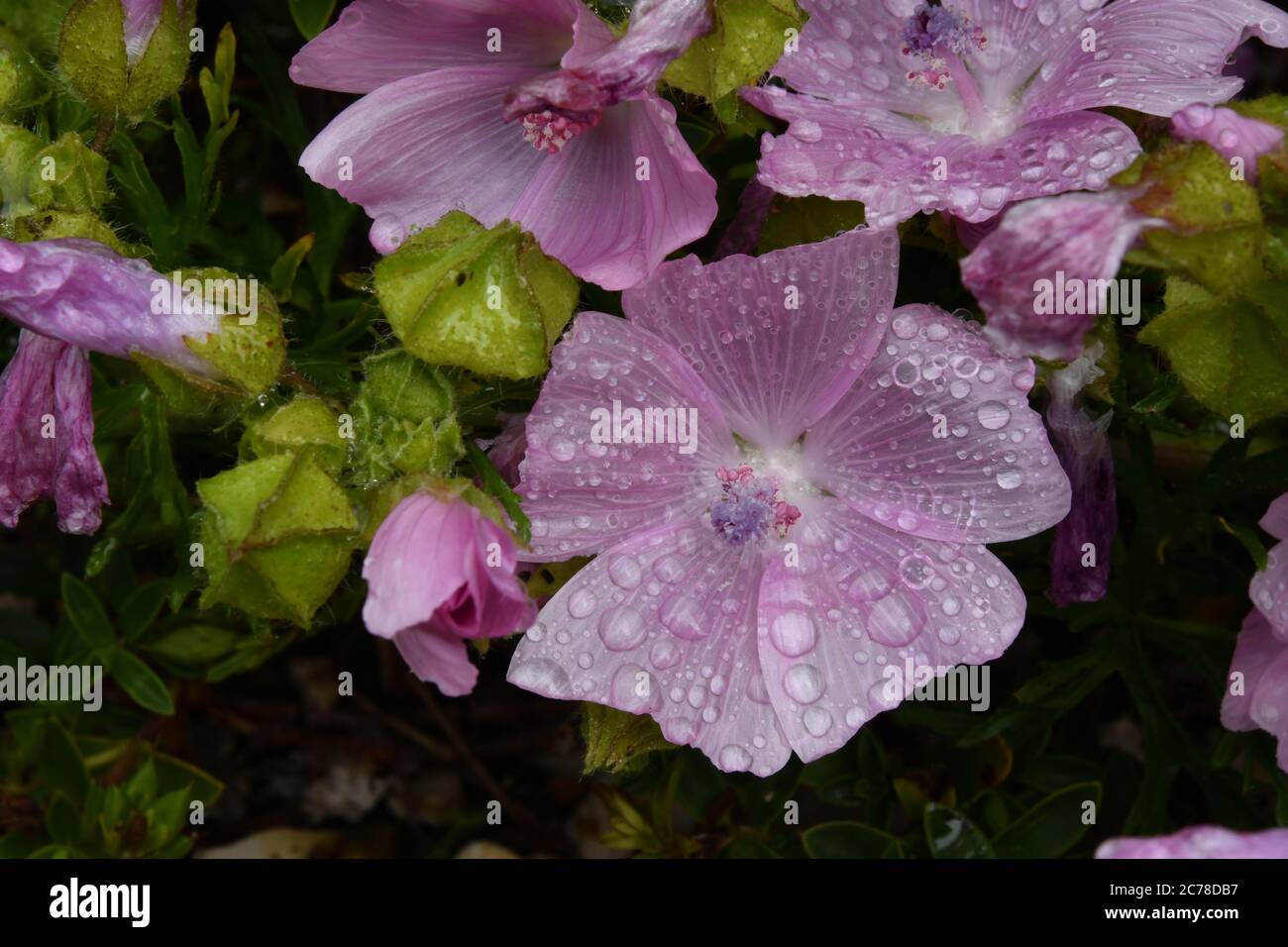 Primo piano di un mallow Musk (Malva moschata) fiore coperto di gocce d'acqua dopo una doccia a pioggia con semi cialde vicino.Frome. Somerset.UK Foto Stock