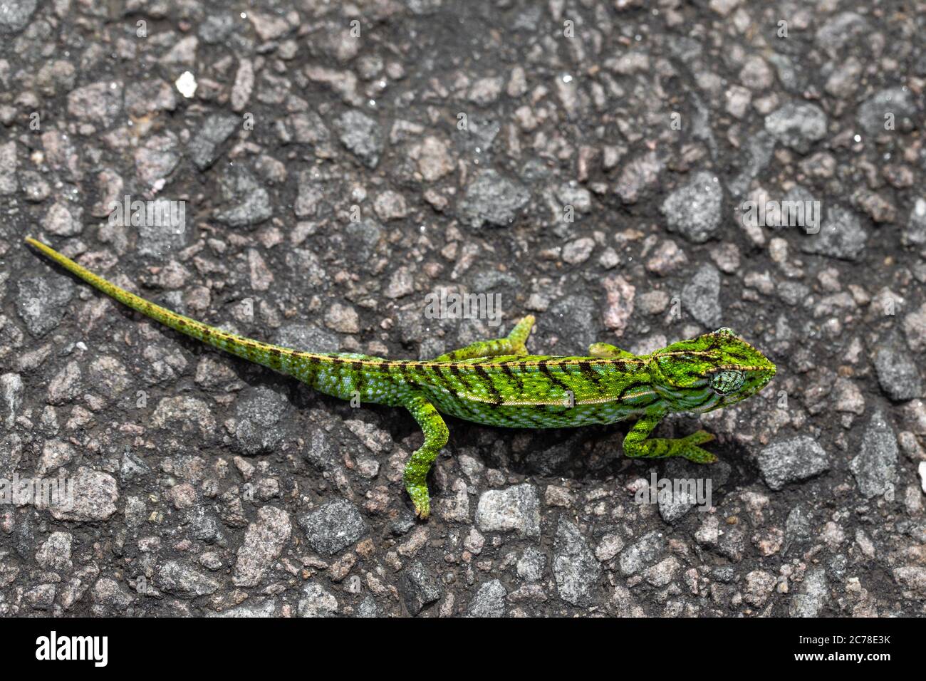 Una prima parte di un camaleonte verde sulla strada Foto Stock