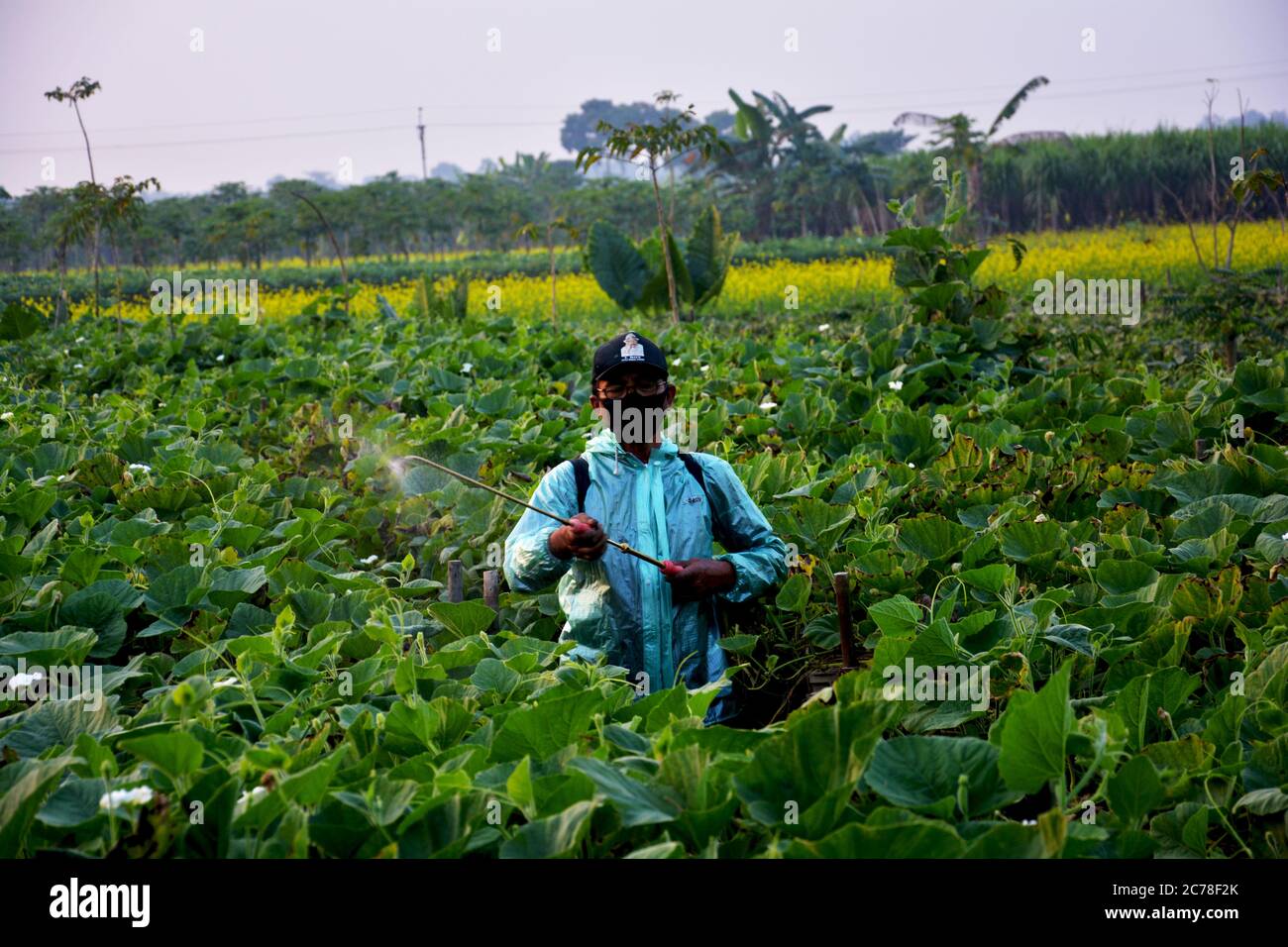 Un uomo che indossa maschera, cappuccio, occhiali e giacca impermeabile che spruzzano pesticidi su piante di calabaschi Foto Stock