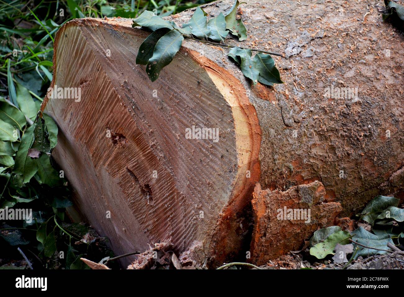 Primo piano della sezione trasversale di un tronco di albero tagliato con chioccie, messa a fuoco selettiva Foto Stock