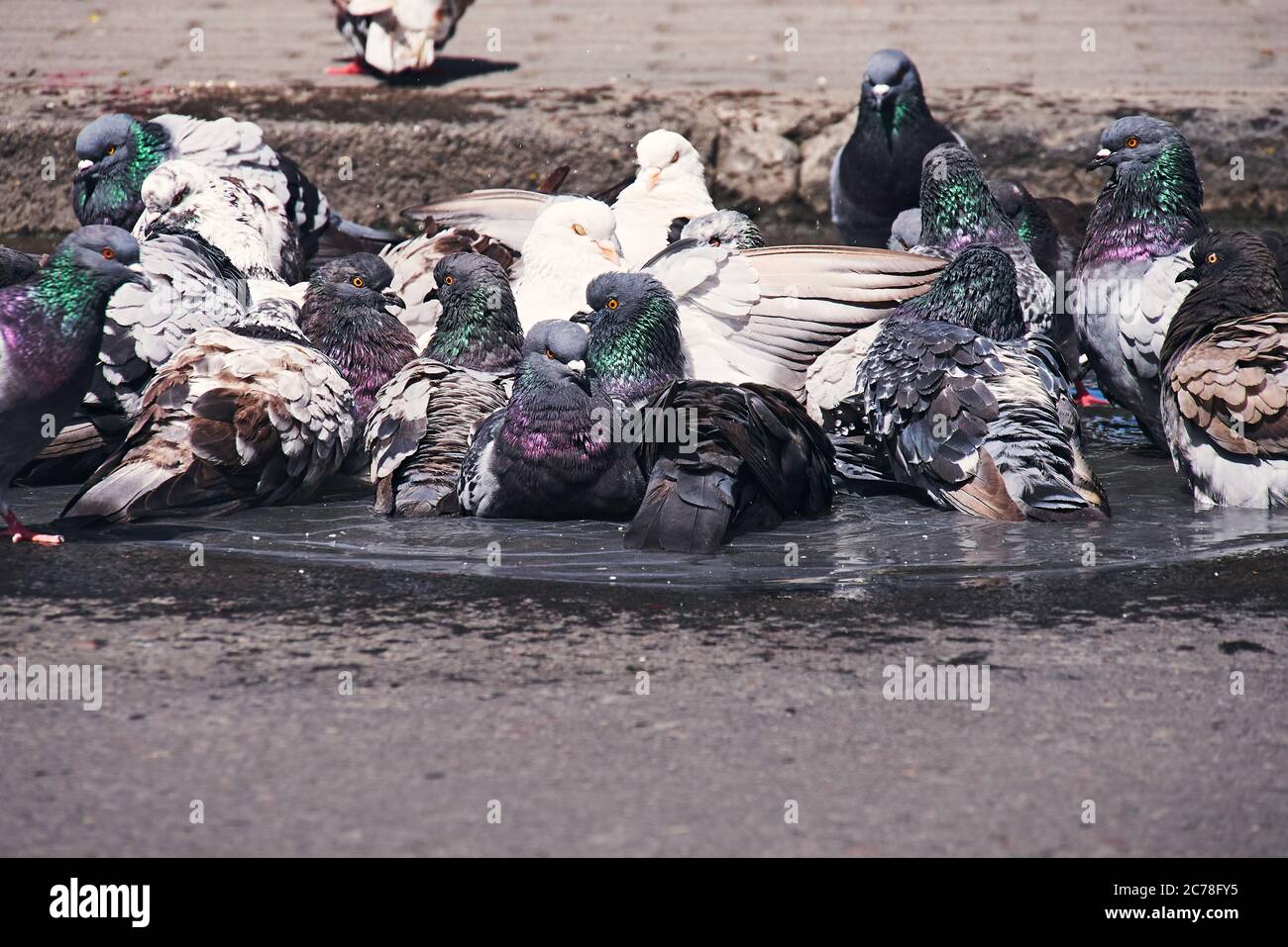 piccioni di città facendo un bagno in una via pohole riempito di acqua piovana, giorno di sole Foto Stock