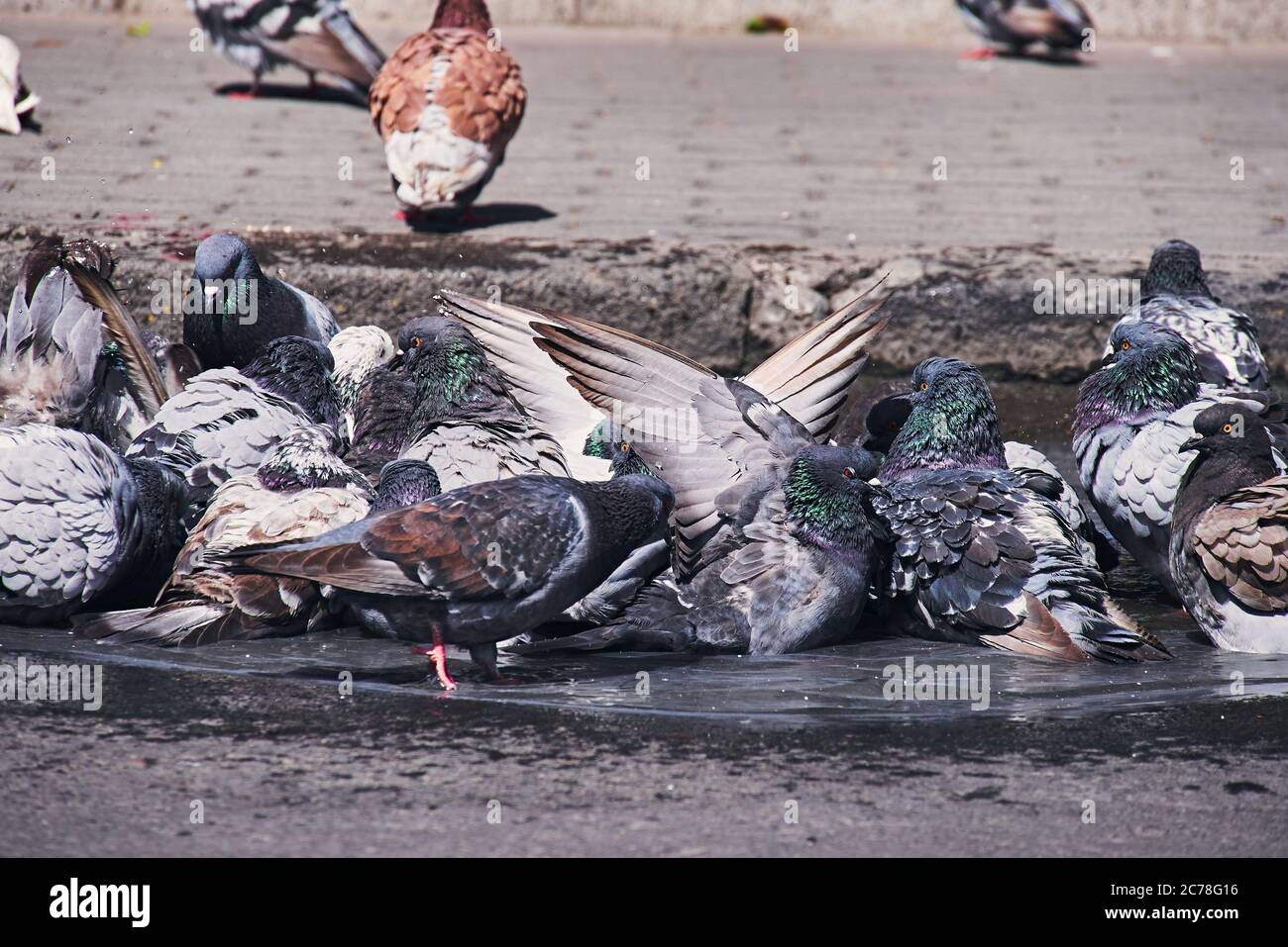 piccioni di città facendo un bagno in una via pohole riempito di acqua piovana, giorno di sole Foto Stock