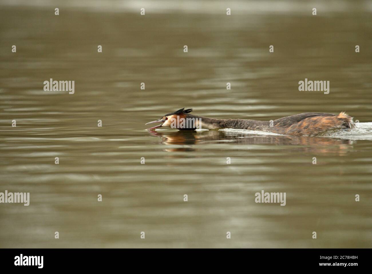 Grande grebe crestato, nuotare in basso in acqua, visualizzare Surrey UK Foto Stock