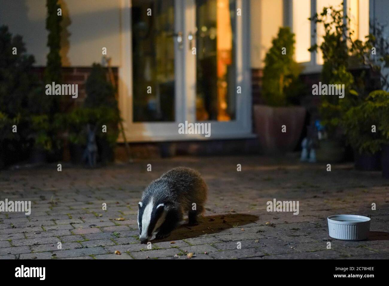 Kidderminster, Regno Unito. 14 luglio 2020. Mentre ci muoviamo in estate, questo paio di giovani tassi stanno crescendo rapidamente, ora si sentono sufficientemente coraggiosi da nutrirsi sul patio di un giardino urbano del Regno Unito senza la necessità di un chaperone parentale! I loro genitori, visitatori notturni regolari, fanno visite notturne per nutrirsi dei victuali in offerta, ma questa sera questi gobbi di furry in rapida crescita si sono avventurati fuori dalle ombre per uno spuntino e una bevanda di benvenuto in questo luogo di sicurezza - lontano dall'ambiente urbano spesso ostile a cui sono esposti. Credito: Lee Hudson Foto Stock