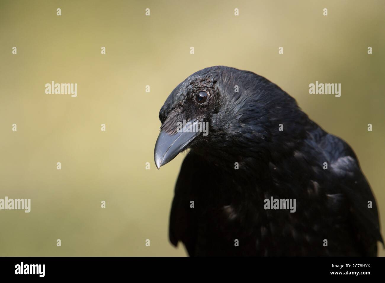 BIRD, Carrion Crow, studio principale, Big Beak, Surrey, Regno Unito Foto Stock