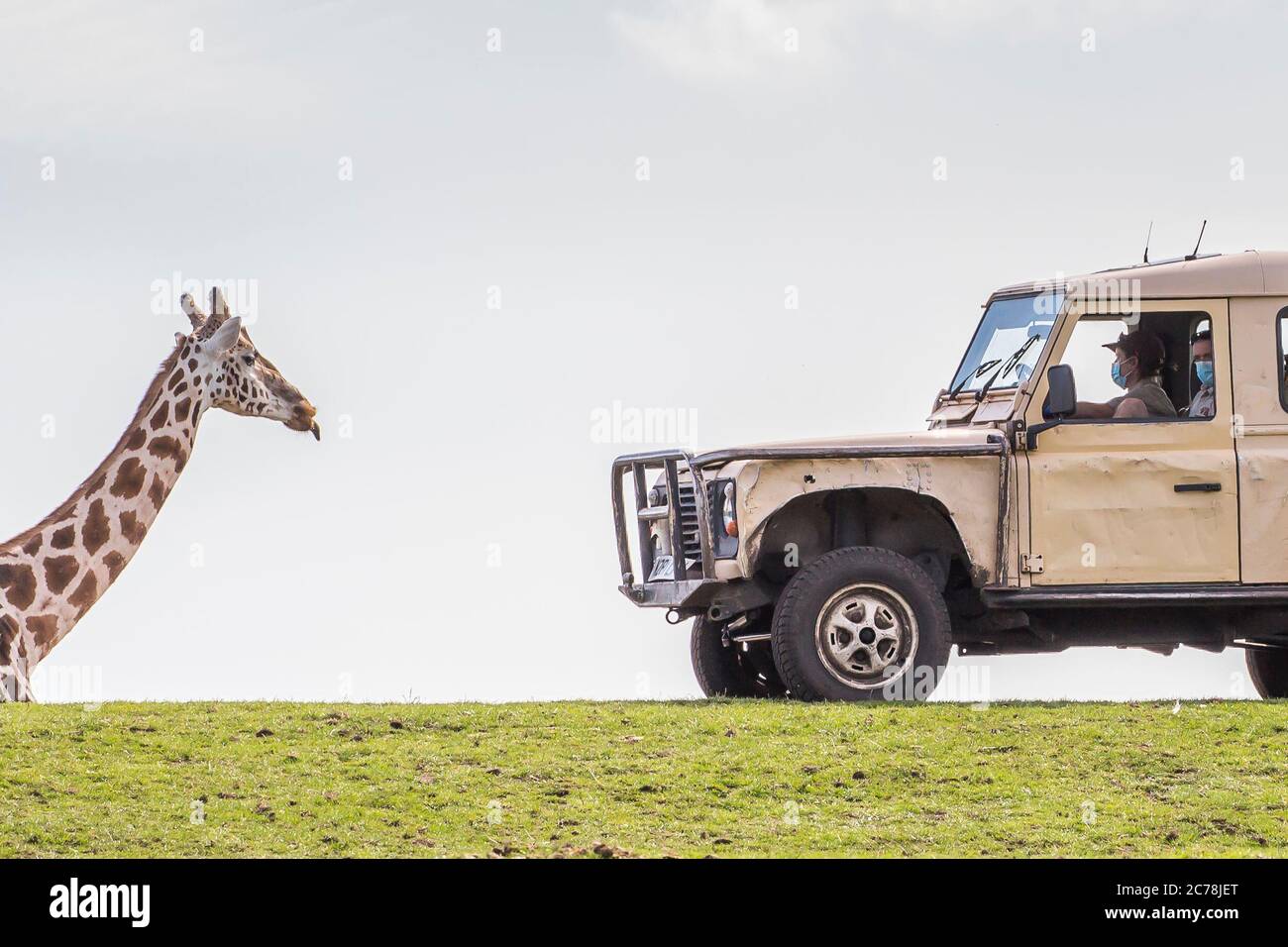 Bewdley, Regno Unito. 12 luglio 2020. Dopo aver goduto dell'attenzione gradita dei visitatori di ritorno al West Midland Safari Park a seguito della facilità delle restrizioni di blocco, alcuni residenti ostinati rifiutano di ritirarsi nei loro alloggi alla fine di una giornata intensa. Questa giraffa sfrontata mostra il suo vero piacere di essere tornato alla sua sistemazione notturna, attaccando maleducamente la lingua ai custodi! I membri del personale mascherato del safari si sono anche trattati con una giraffa gigante 'lampone' per la loro parte nel cercare di arrotondarlo! Credito: Lee Hudson Foto Stock