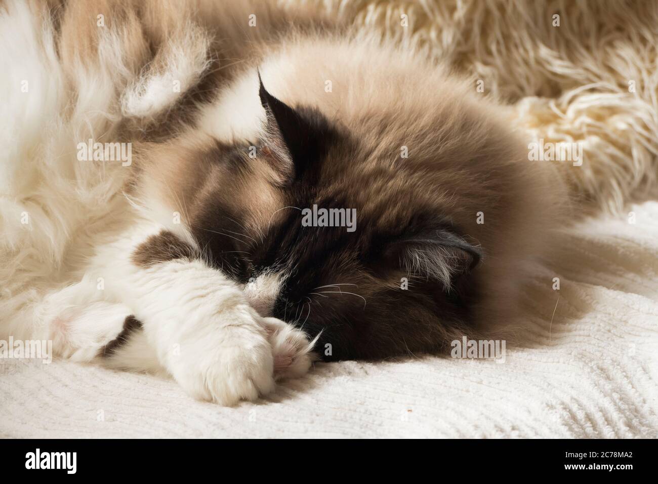 Un sigillo bicolore pedigree Ragdoll gatto suono addormentato su una sedia calda nel Regno Unito Foto Stock