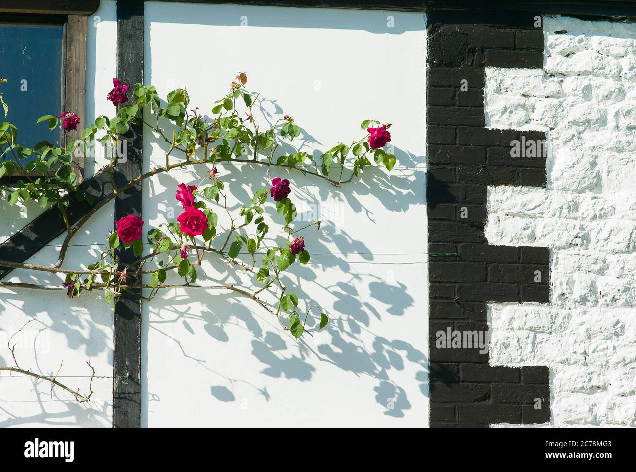 Rose rosse di Rosa Etoile de Hollande arrampicate e fiorite su un vecchio muro di fienile dipinto in un giardino inglese nel Regno Unito Foto Stock