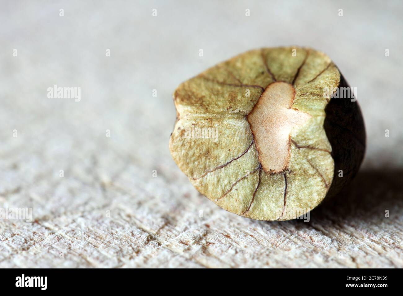 I bean di salto messicani (saltarine di Frijoles) sono baccelli di seme che sono abitati dalla larva o una piccola falda (deshaisiana di Cydia). I fagioli sono "salti" Foto Stock