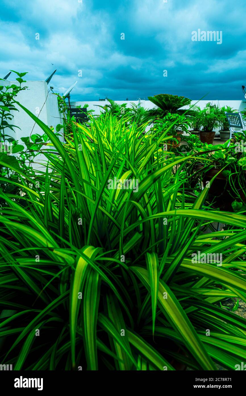 Questa è una pianta Spider conosciuta anche come Chlorophytum comosum sulla mia terrazza. Questa pianta è molto buona a produrre ossigeno. Quindi una buona pianta interna. Foto Stock