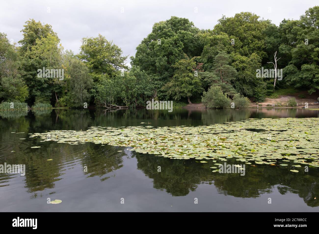 Keston Stagni, Kent, UK, 15 luglio 2020, una vista di Keston Stagni. Le famiglie hanno apprezzato un picnic mentre i bambini hanno giocato e mangiato il gelato, persino i cani hanno goduto correre intorno sull'erba vicino agli stagni.Credit: Keith Larby/Alamy Live News Foto Stock