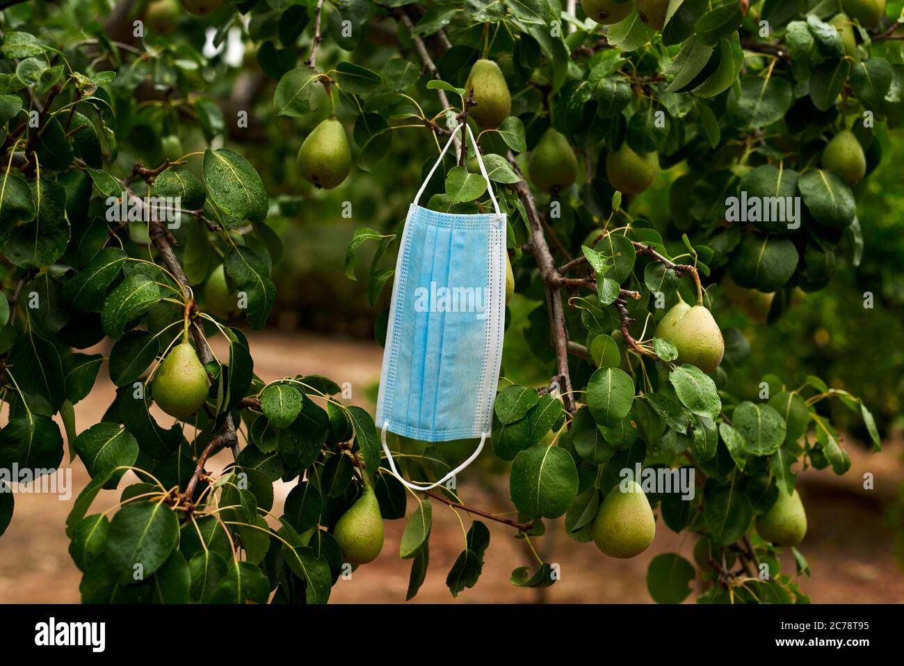 primo piano di una maschera chirurgica blu appesa ai rami di un albero di pera con frutti in un frutteto Foto Stock