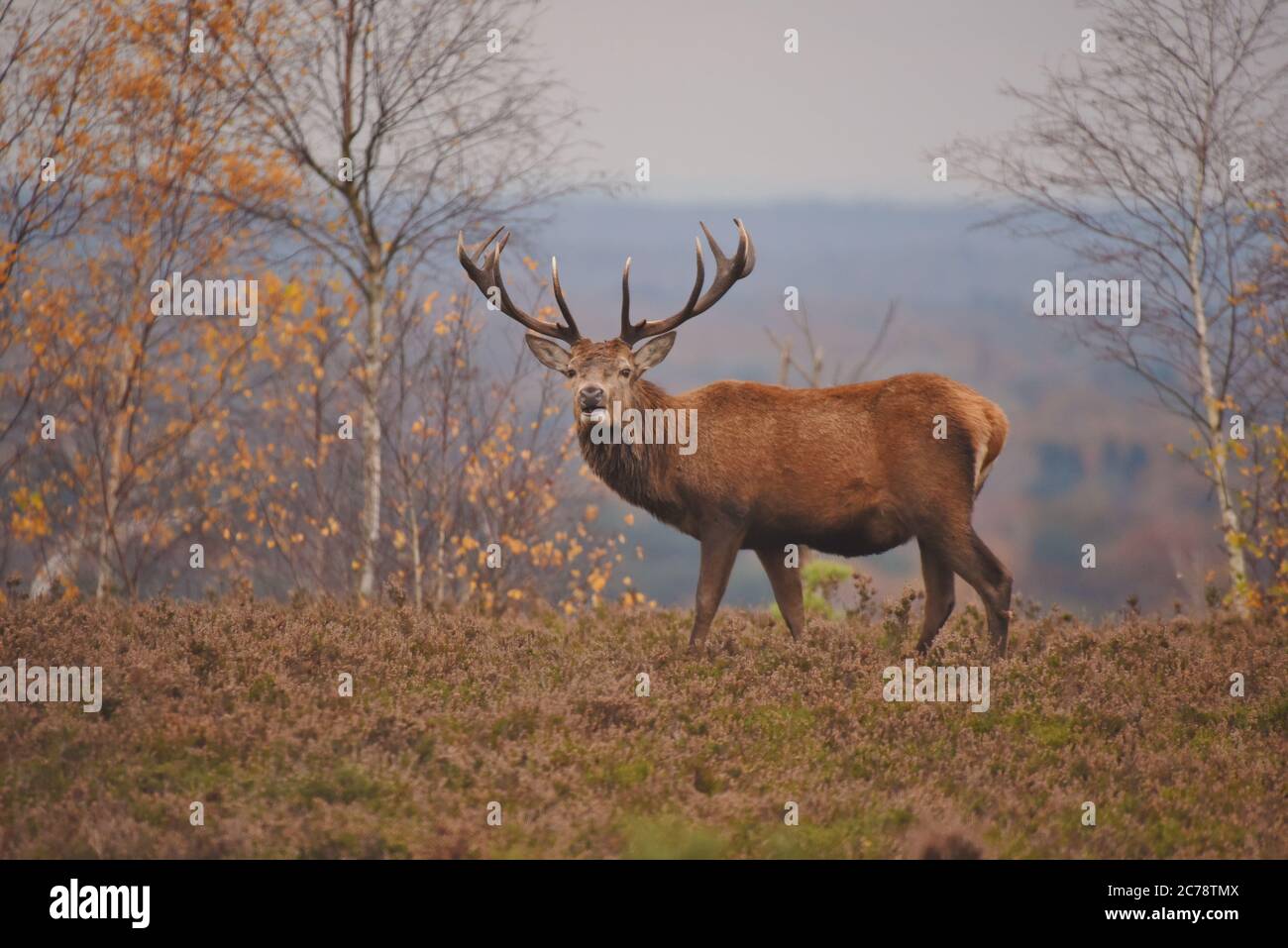 Un magnifico cervo si staglia sulle creste di Chobham in Surrey in un giorno d'autunno Foto Stock