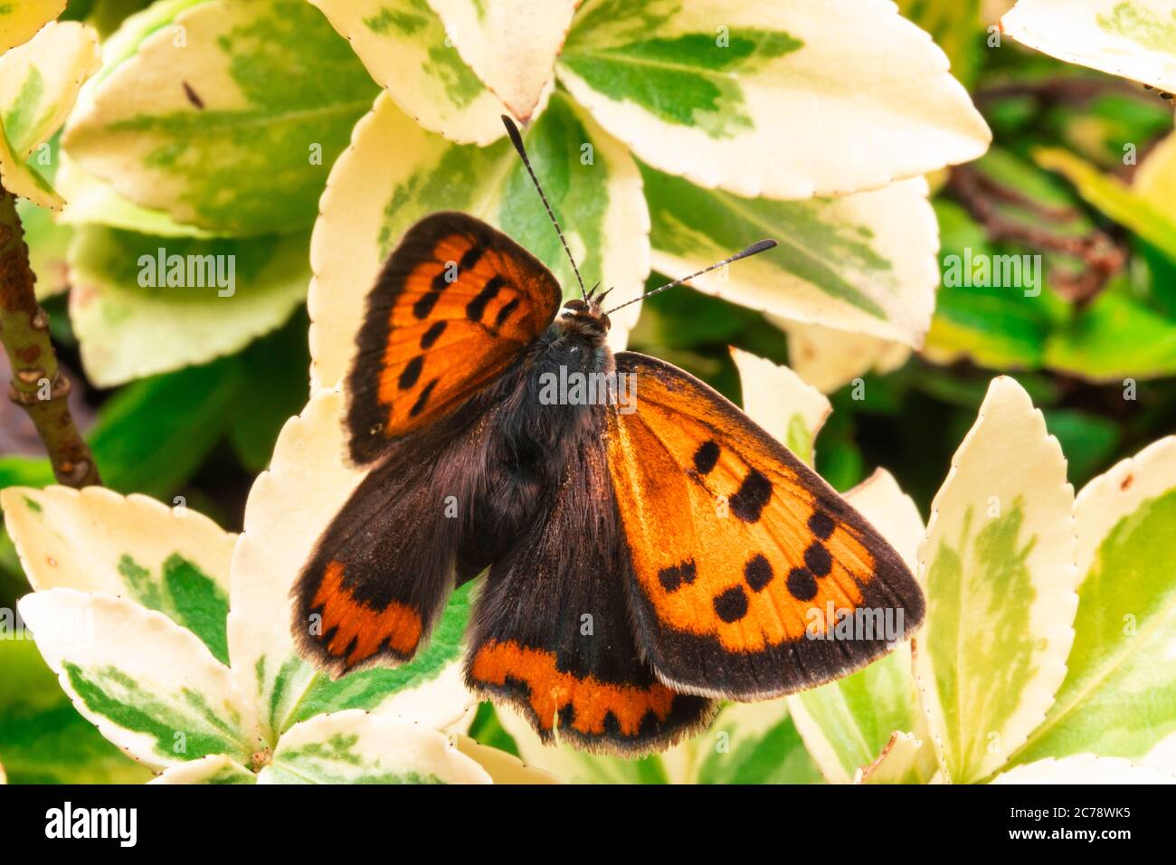 Il rame scarso è una farfalla della famiglia Lycaenidae. Lycaena virgaureae seduta su una pianta verde. Macrofotografia farfalla. Foto Stock