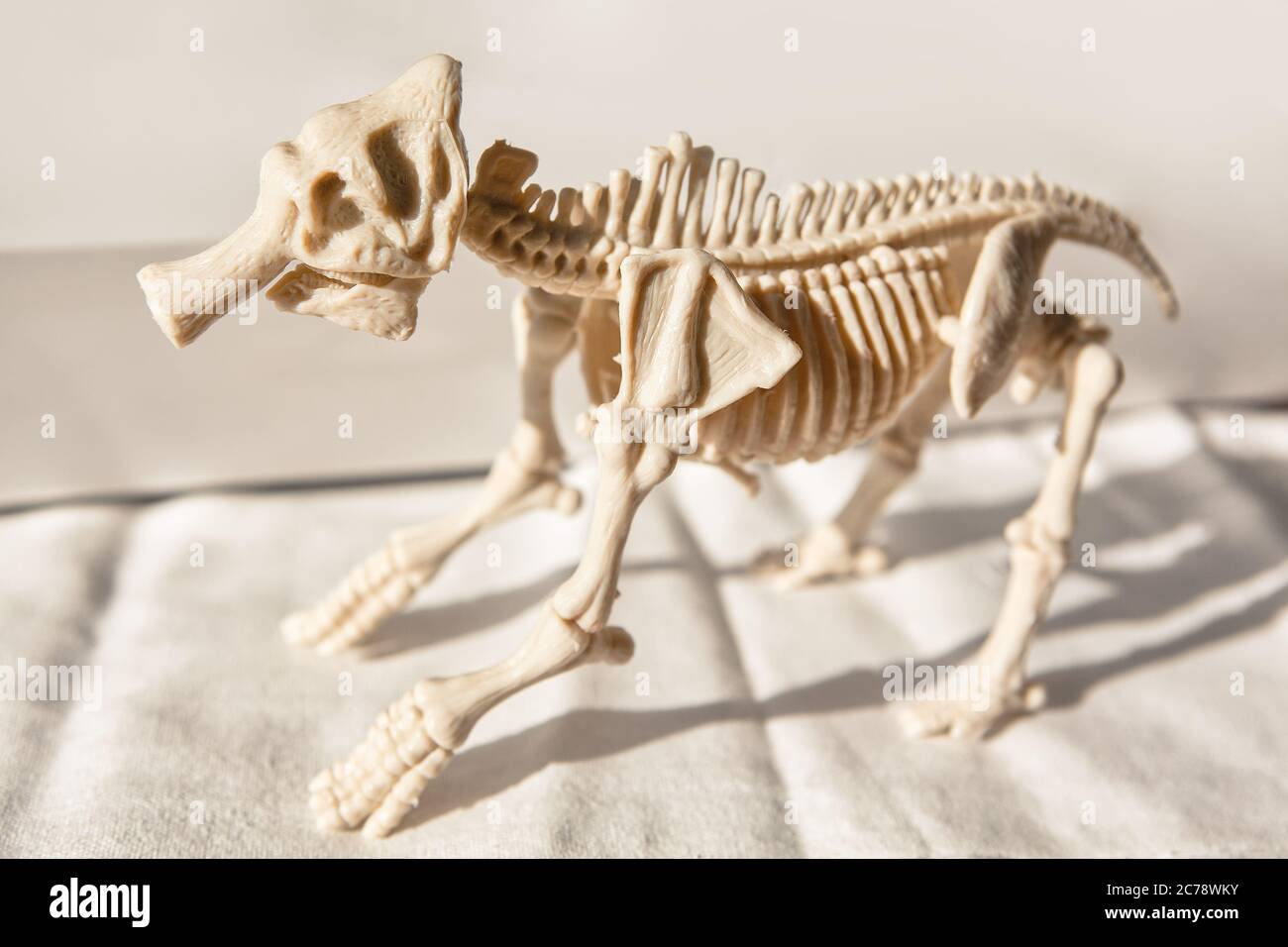 Scheletro di un animale mostruoso . Anatomia delle ossa dei mammiferi Foto Stock