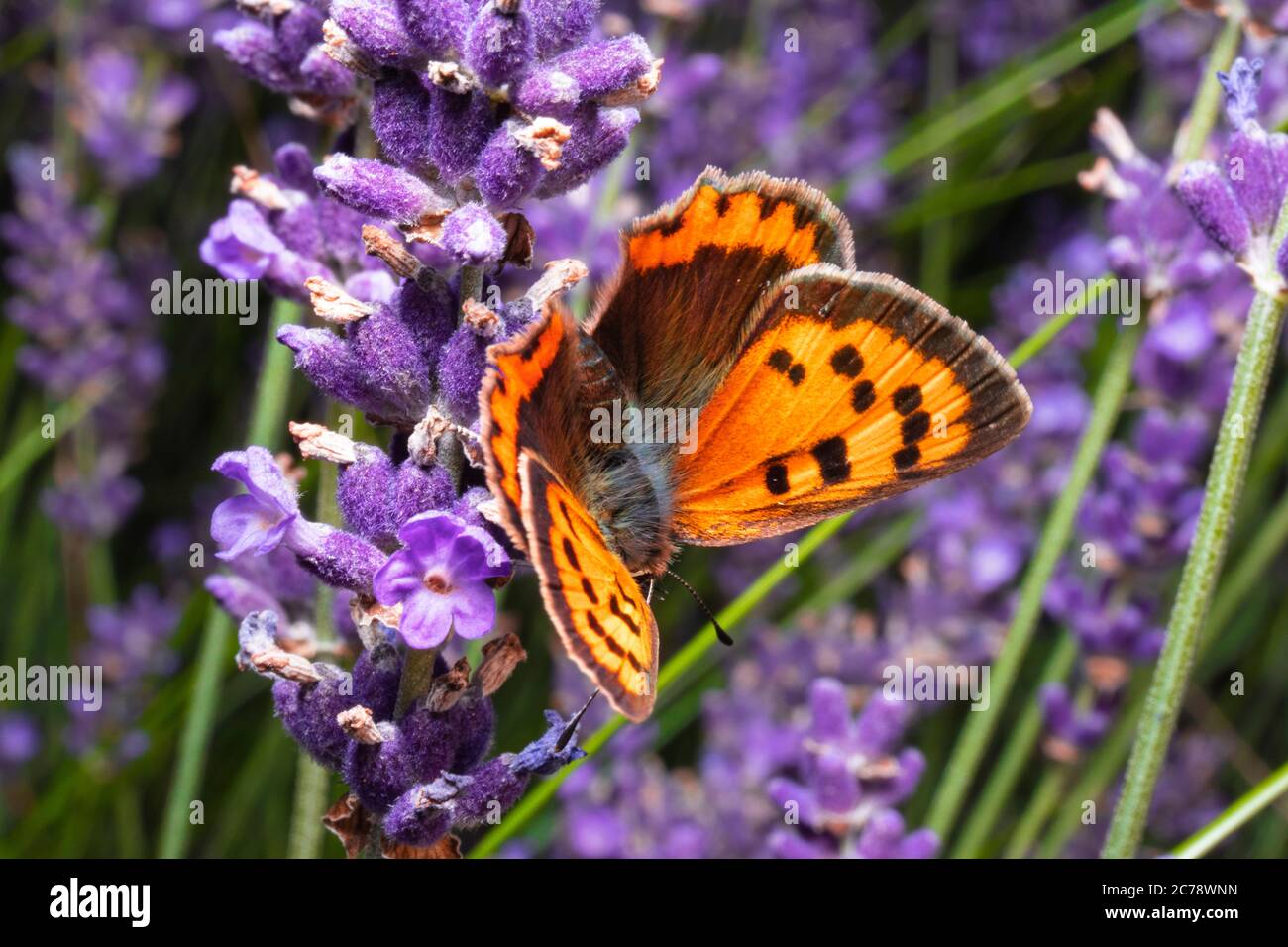 Il rame scarso è una farfalla della famiglia Lycaenidae. Lycaena virgaureae seduta su fiori verdi violacei. Macrofotografia farfalla. Foto Stock