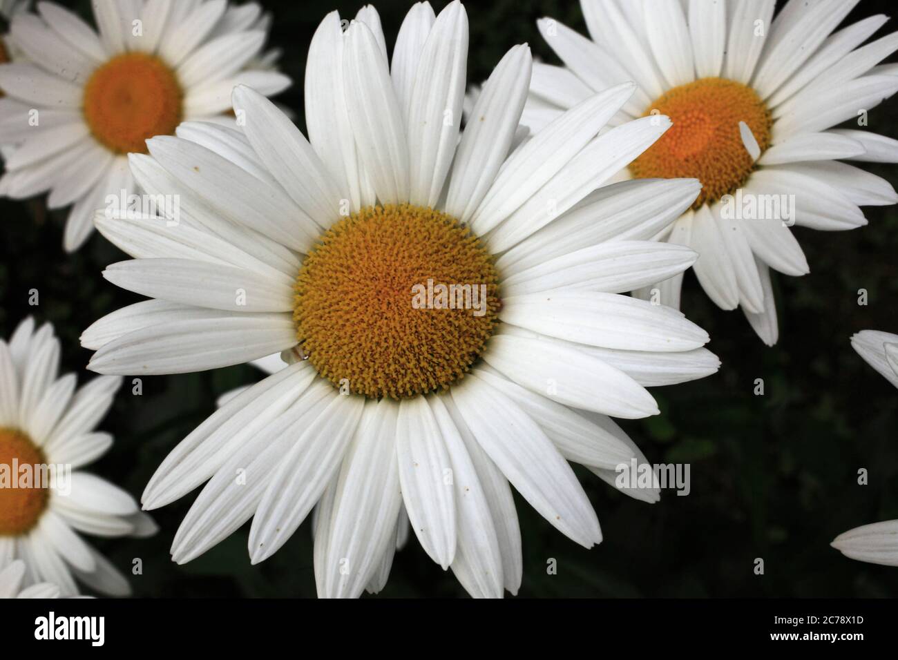 Margherite, fiori, Foto Stock