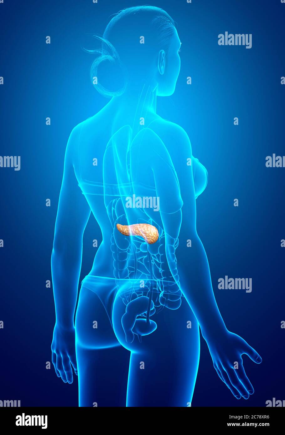 rappresentazione 3d, con precisione medica di un pancreas femminile Foto Stock