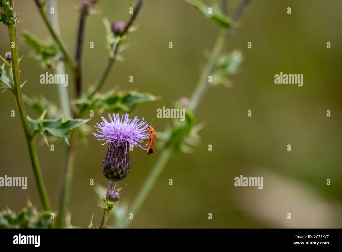 Soldato Beetle (Rhagonycha fulva) su un fiore di cardo Foto Stock
