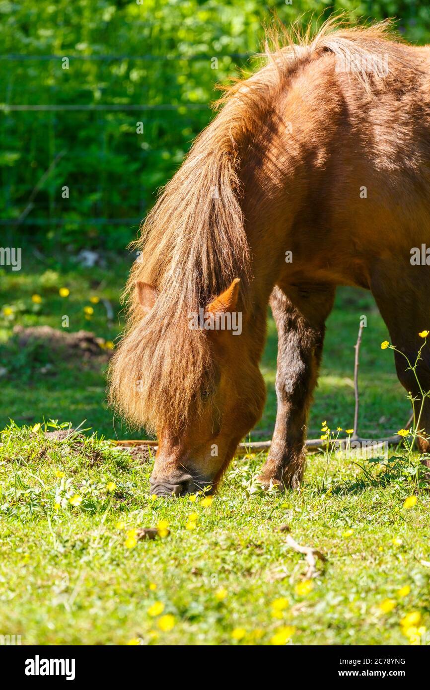 Pascolo di cavalli in un prato d'erba in estate Foto Stock