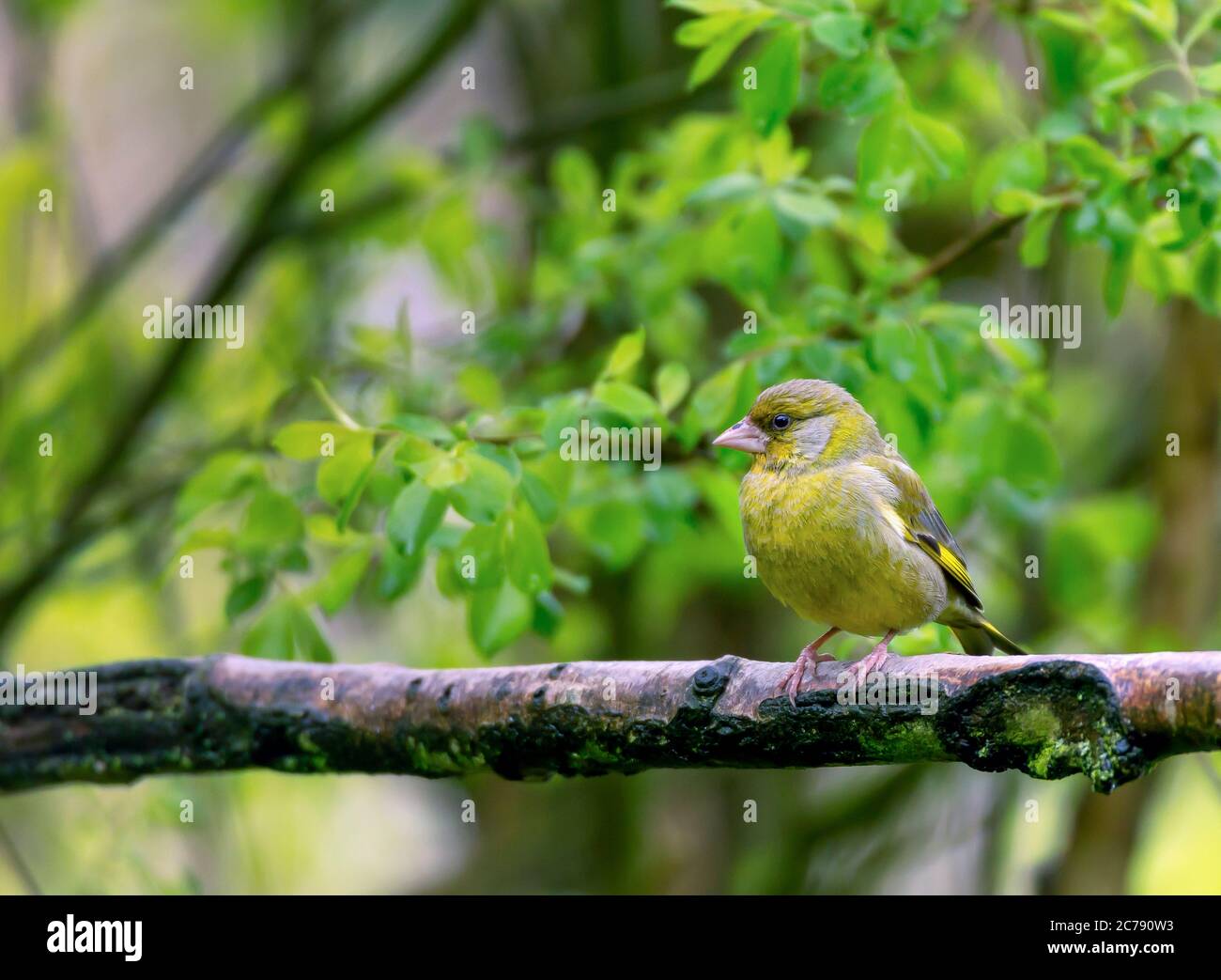 Verdone, Carduelis chloris, nei boschi, Shropshire, Inghilterra, Regno Unito, GB, Foto Stock