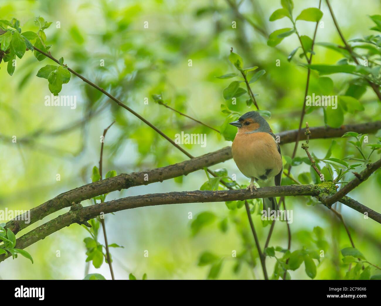 Fringuello, Fringilla coelebs, bosco, Shropshire, Inghilterra, Regno Unito, GB, Europa Foto Stock