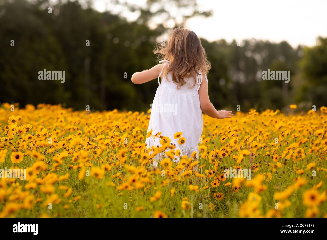 Bambina piccola in un vestito bianco che raccoglie fiori in un campo di  fiori Susan occhio nero. Bambino in un prato di fiori al tramonto con fiori  gialli Foto stock - Alamy