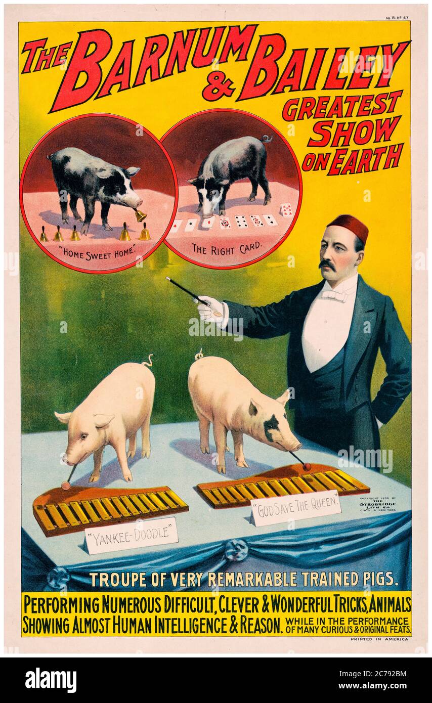 Il Barnum & Bailey, il più grande spettacolo sulla Terra, Troupe di maiali molto notevoli addestrati, poster circo, 1890-1900 Foto Stock