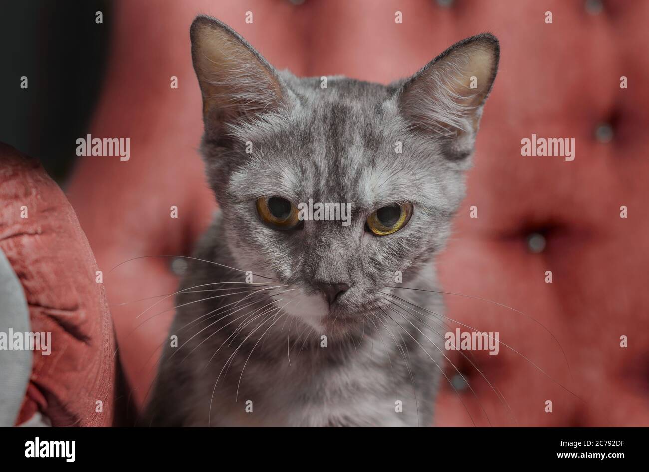 Tabby gatto adulta arrabbiato su uno sfondo di poltrona rossa Foto Stock