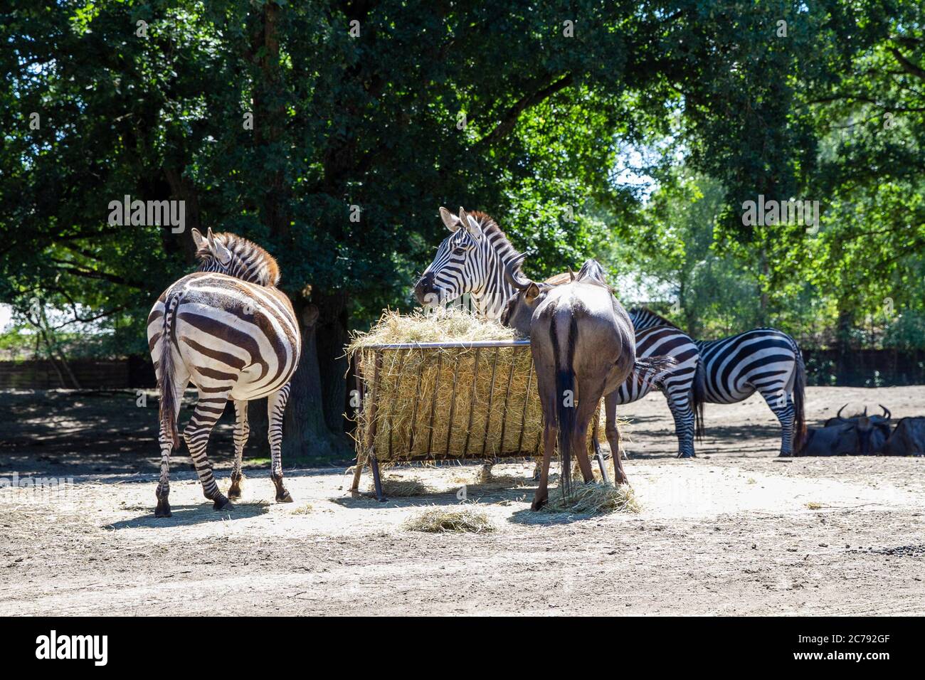 Erbivori della famiglia equina, e del genere Equus, che vivono in Africa. Safaripark Beekse Bergen è il più grande zoo animale del Benelux ed è h Foto Stock
