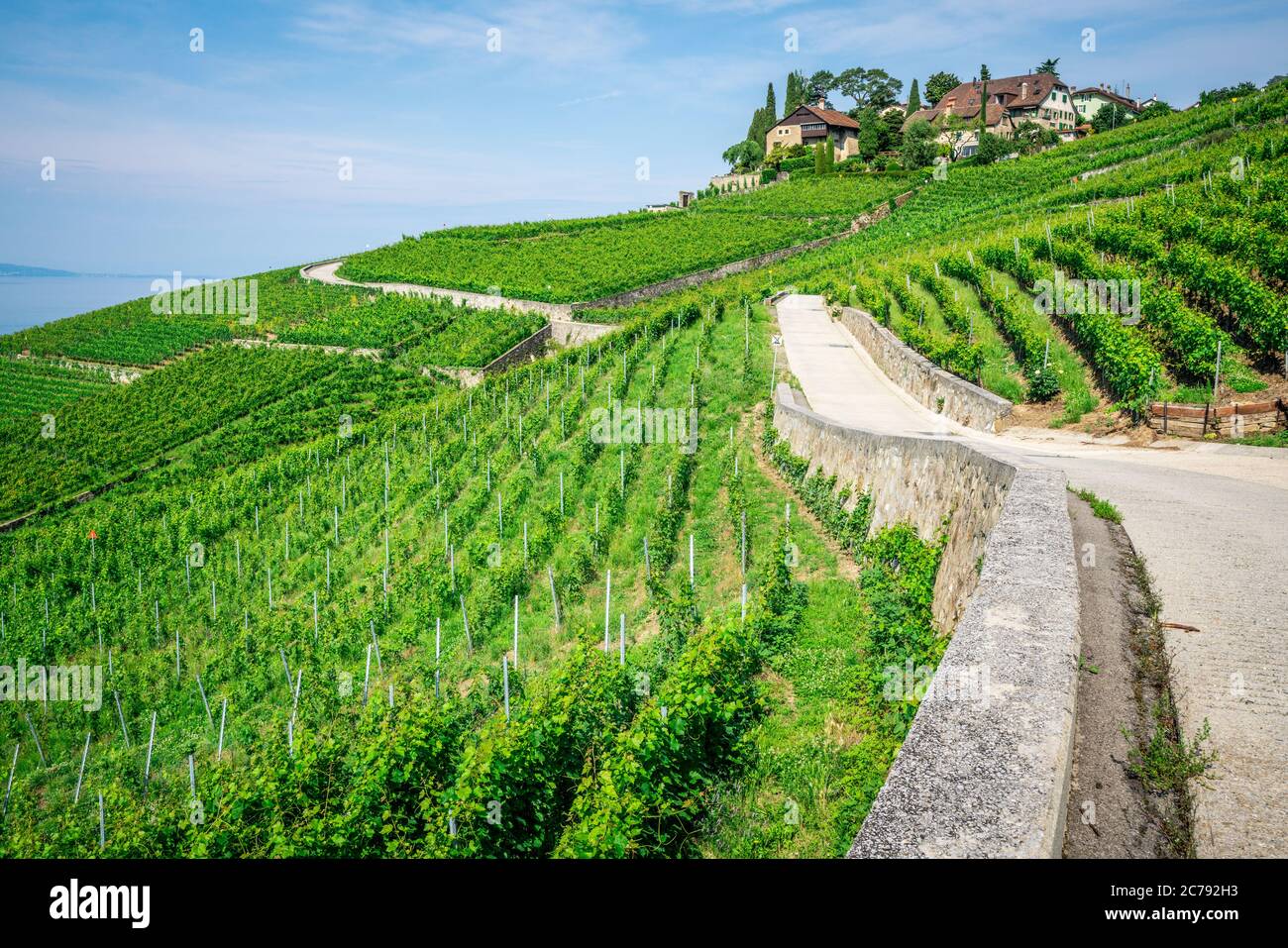Viti verdi e piccolo percorso escursionistico nel mezzo dei vigneti Lavaux in Vaud Svizzera Foto Stock