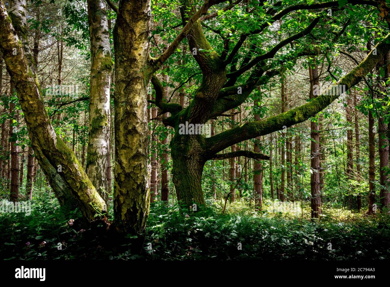 Old Growth Forest, Blidworth Woods, Nottinghamshire, Inghilterra, Regno Unito Foto Stock