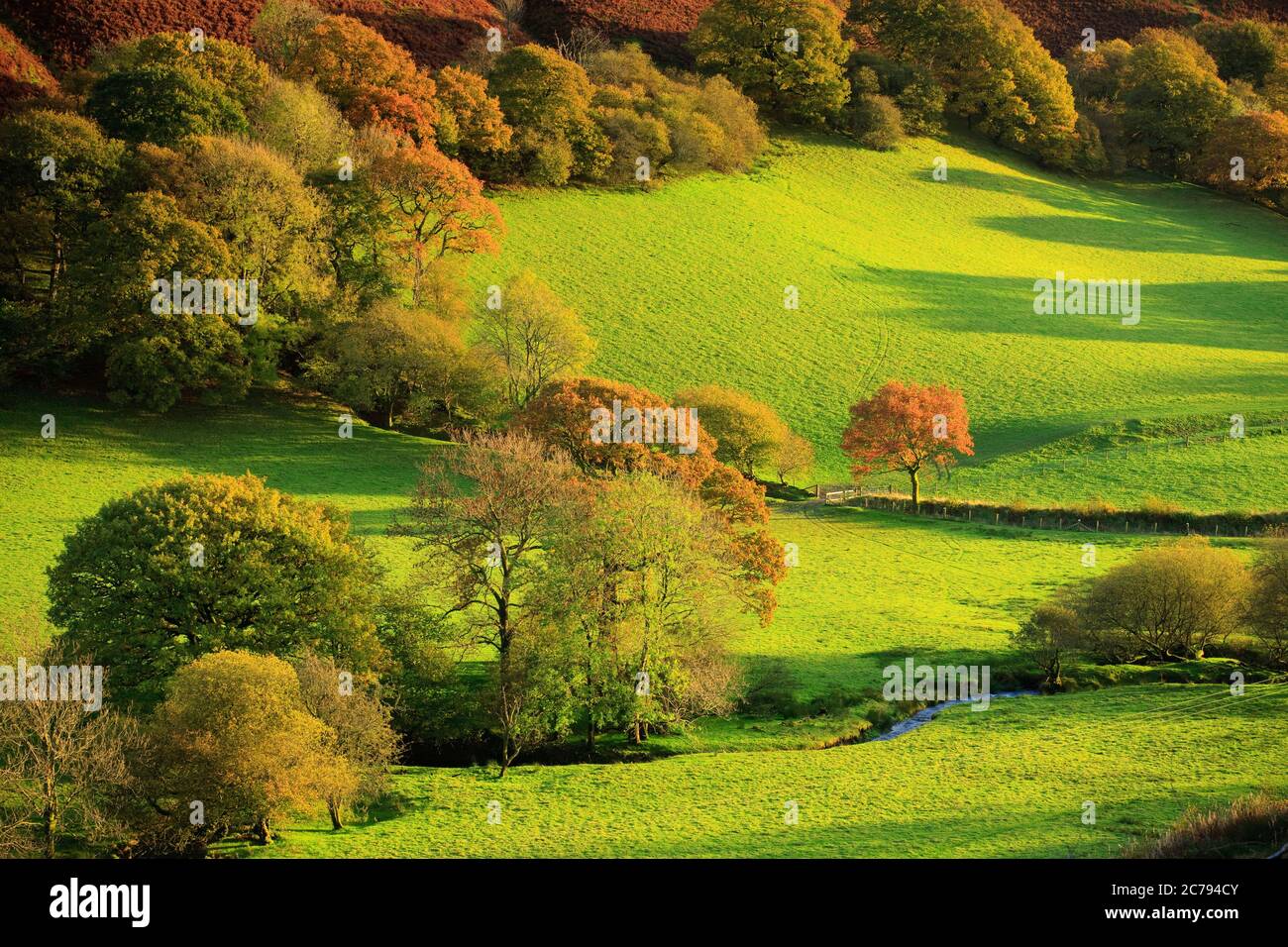 Autunno nel paesaggio rurale Tywi Valley Carmarthenshire Galles Foto Stock