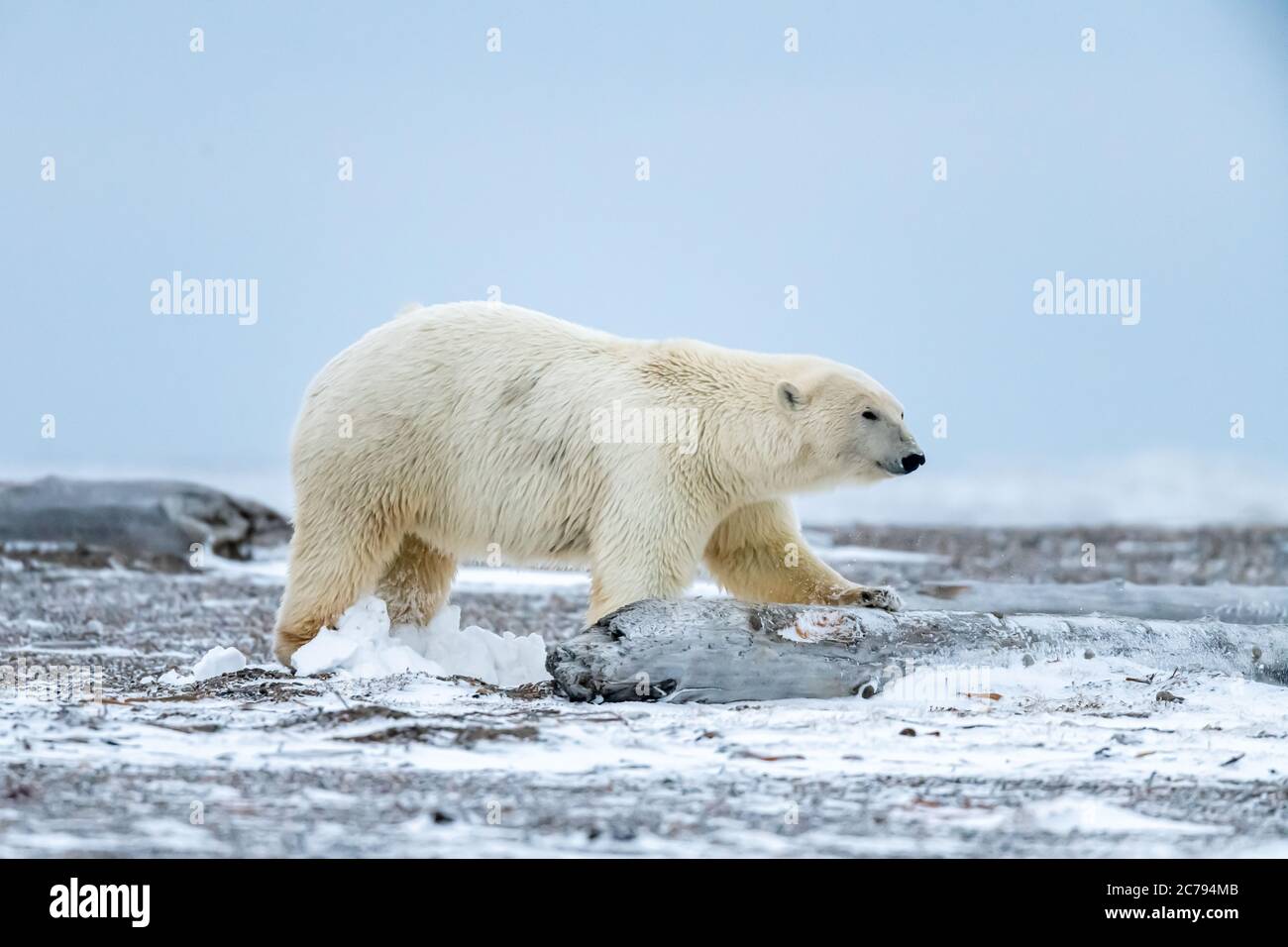 Orso polare (Ursus maritimus) a Kaktovik, Alaska Foto Stock